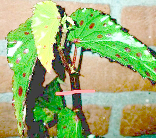 Begonia Pink Lava – Node Cutting