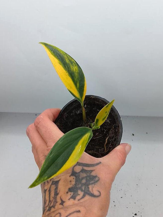 Scindapsus Coriaceus Aurea Variegata node cutting