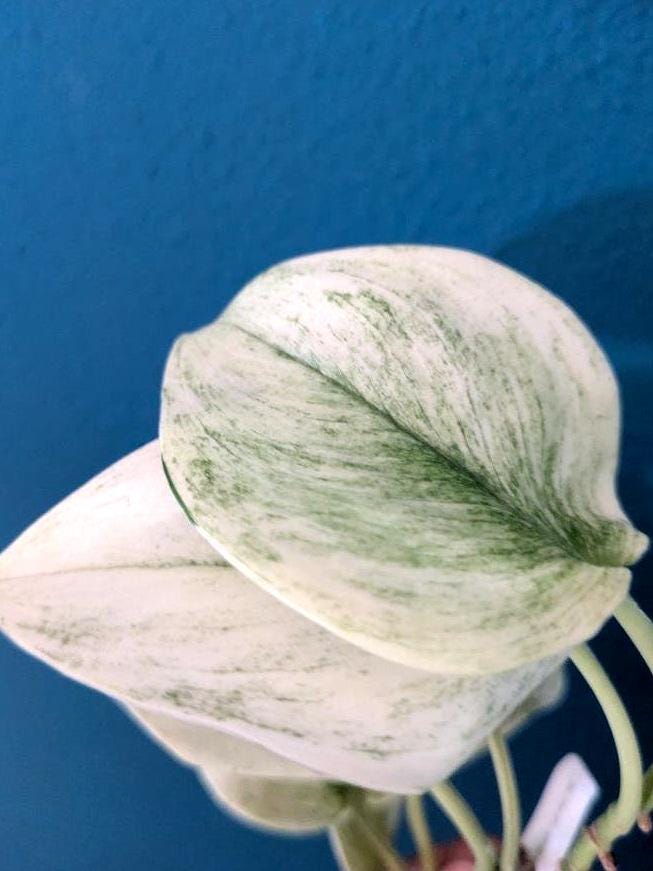 Scindapsus White Mint node cutting
