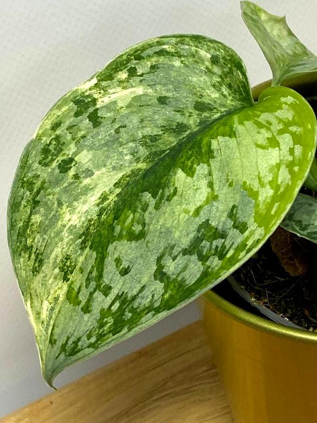 Scindapsus Geulis Variegata node cutting