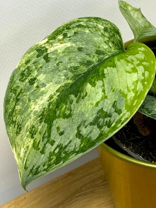 Scindapsus Geulis Variegata node cutting
