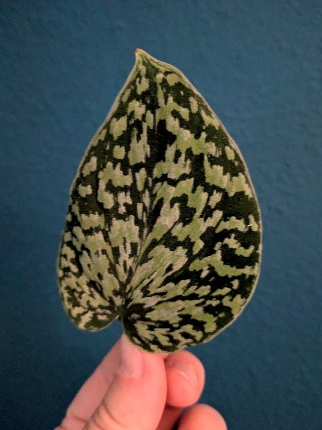 Scindapsus Tricolor Dark Form node cutting