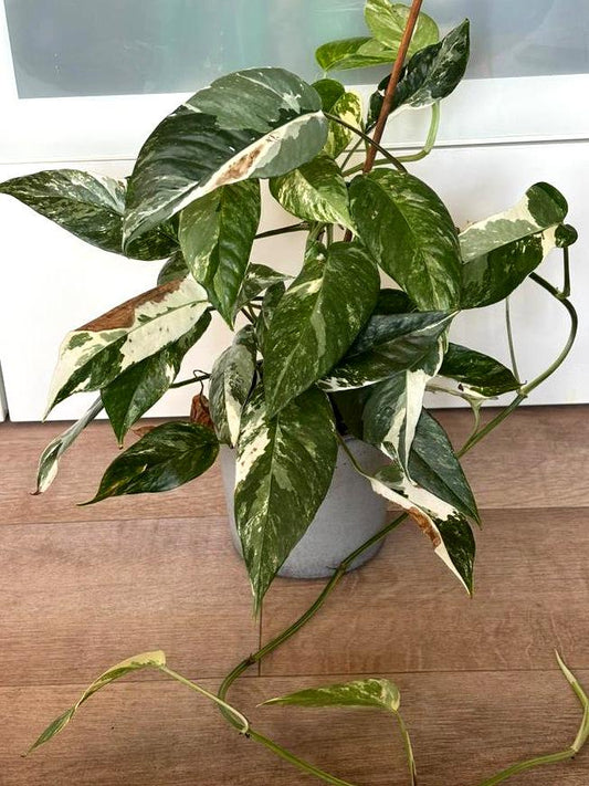Epipremnum Pinnatum Albo Variegata node cutting