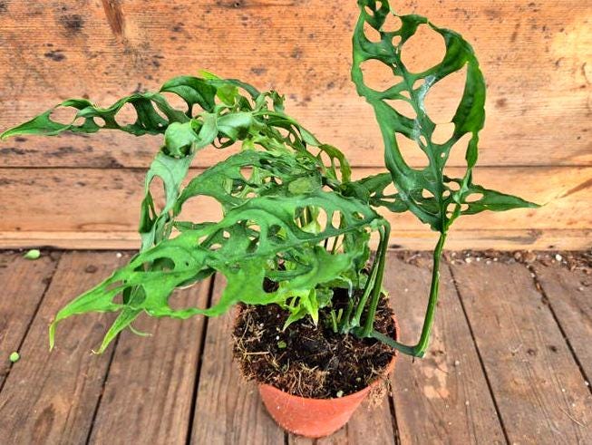 Monstera Obliqua Peru node cutting