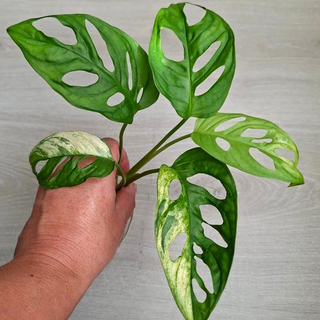 Monstera Adansonii Archipelago node cutting