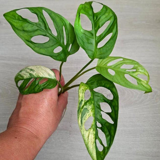 Monstera Adansonii Archipelago node cutting