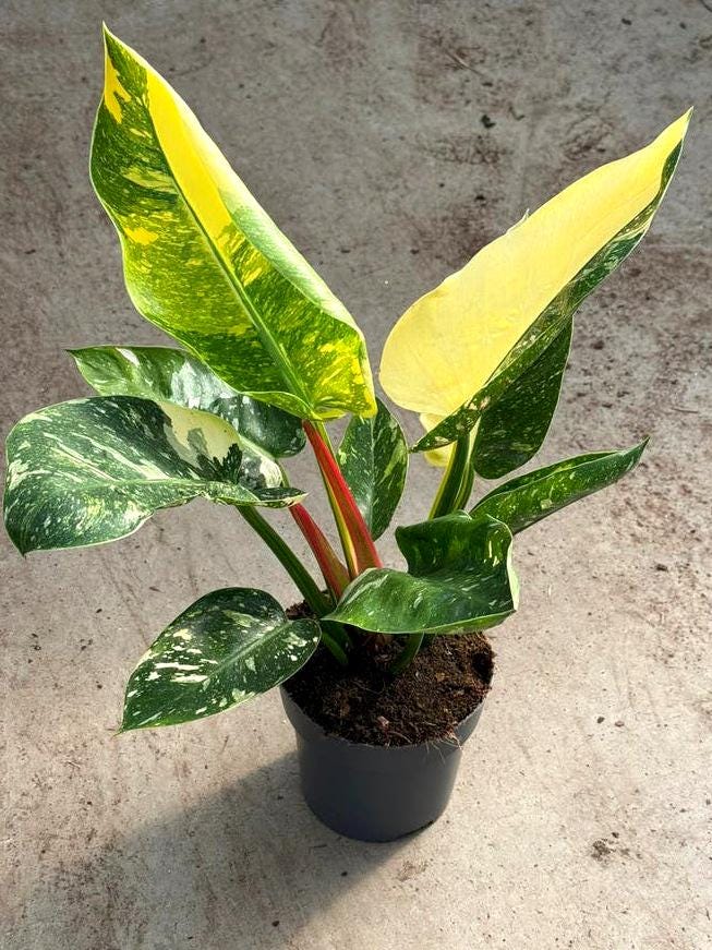 Philodendron Green Congo Nuclear Variegata node cutting