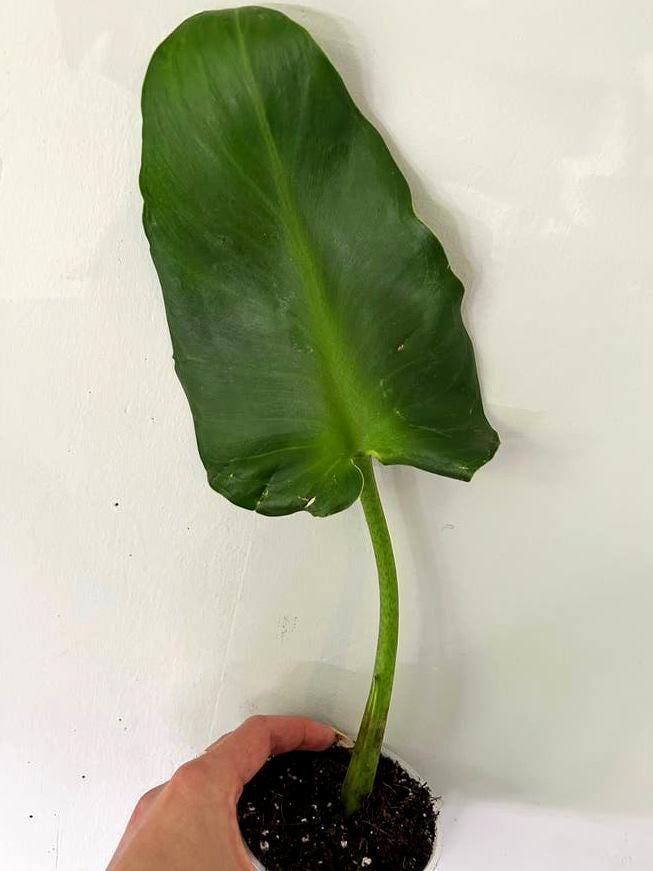 Philodendron Rugosum node cutting