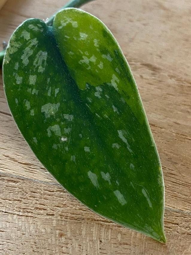 Scindapsus Marahuyo Variegata node cutting