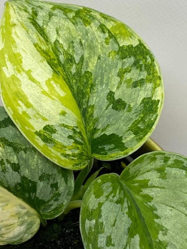 Scindapsus Geulis Variegata node cutting