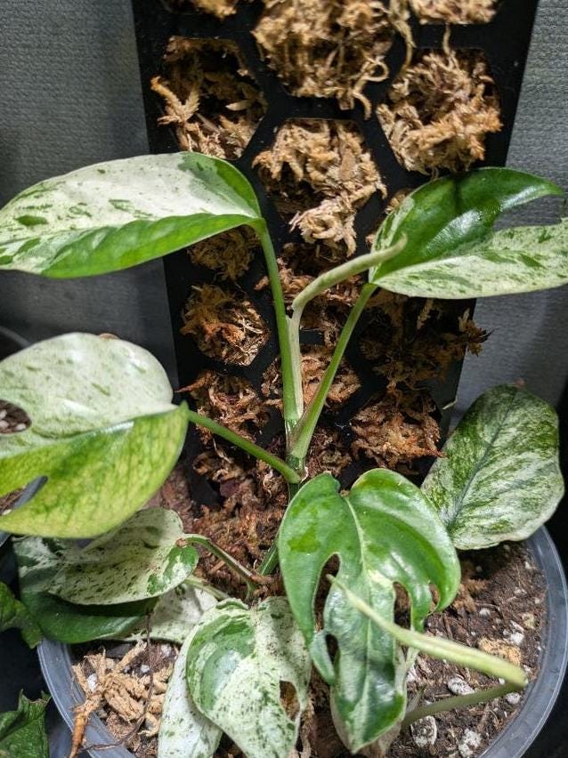 Epipremnum Hanoman node cutting