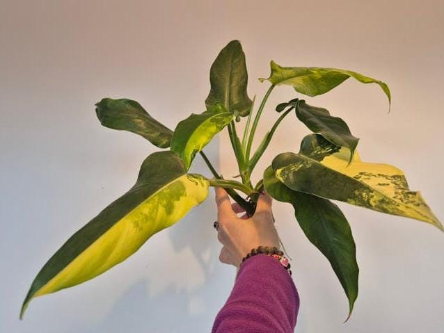 Philodendron Domesticum Variegata node cutting