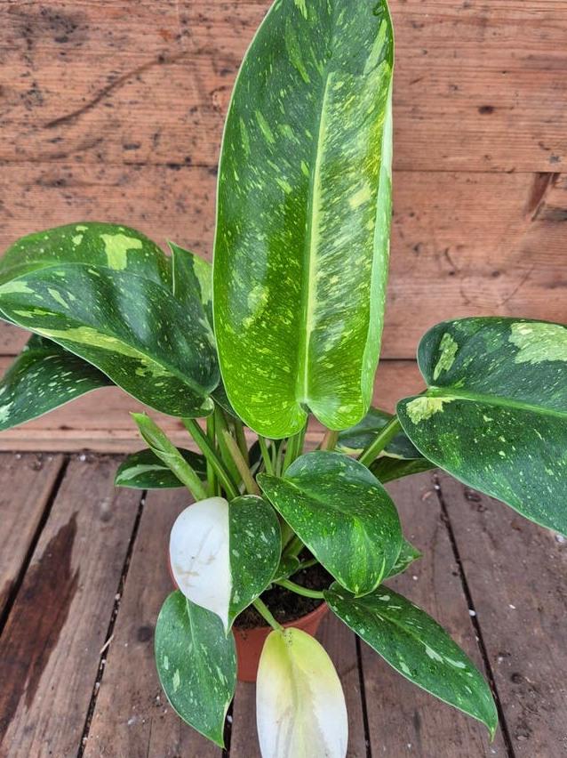 Philodendron Green Congo Nuclear Variegata node cutting