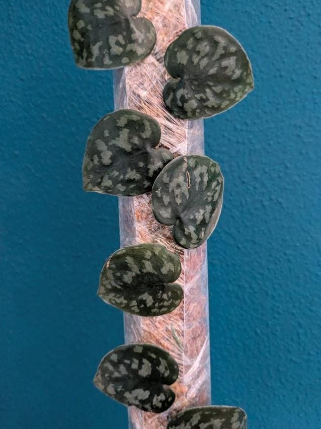 Scindapsus Black Mamba node cutting