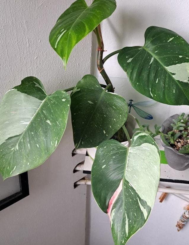 Philodendron White Princess node cutting