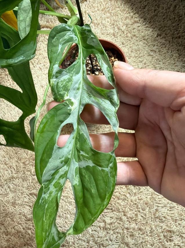 Monstera Adansonii Indonesian Marble Variegata node cutting