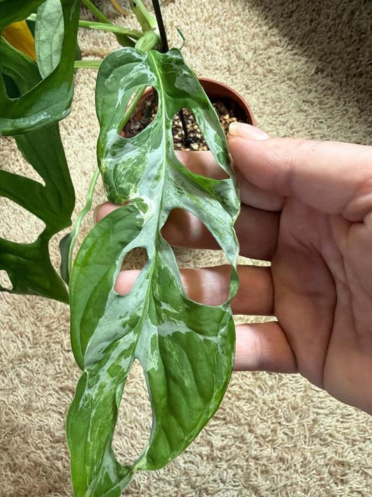 Monstera Adansonii Indonesian Marble Variegata node cutting