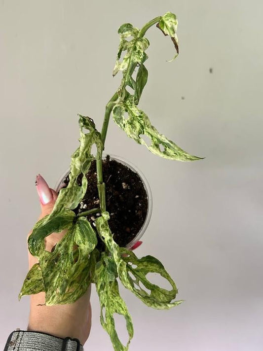 Monstera Adansonii Frozen Freckles Variegata node cutting