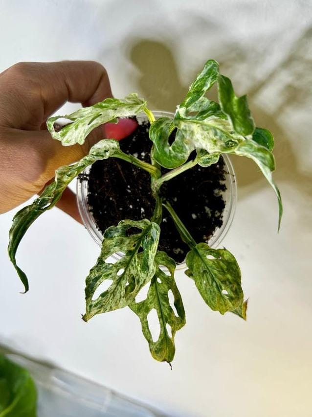 Monstera Adansonii Frozen Freckles Variegata node cutting