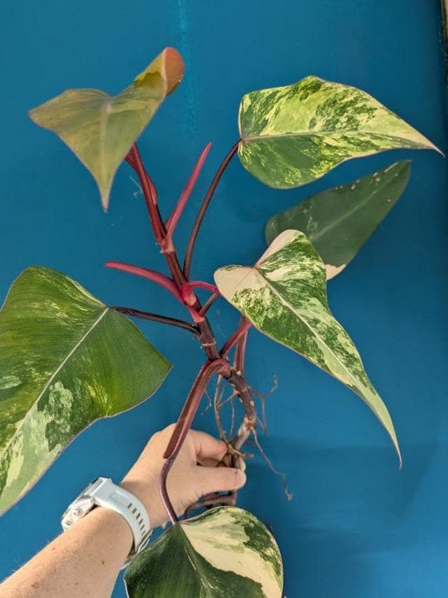 Philodendron Strawberry Shake Variegata node cutting