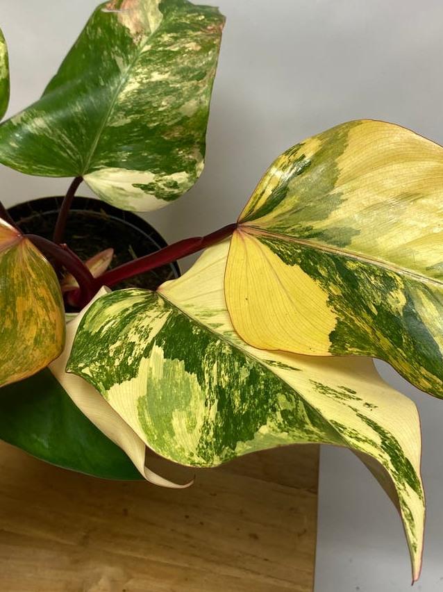 Philodendron Strawberry Shake Variegata node cutting