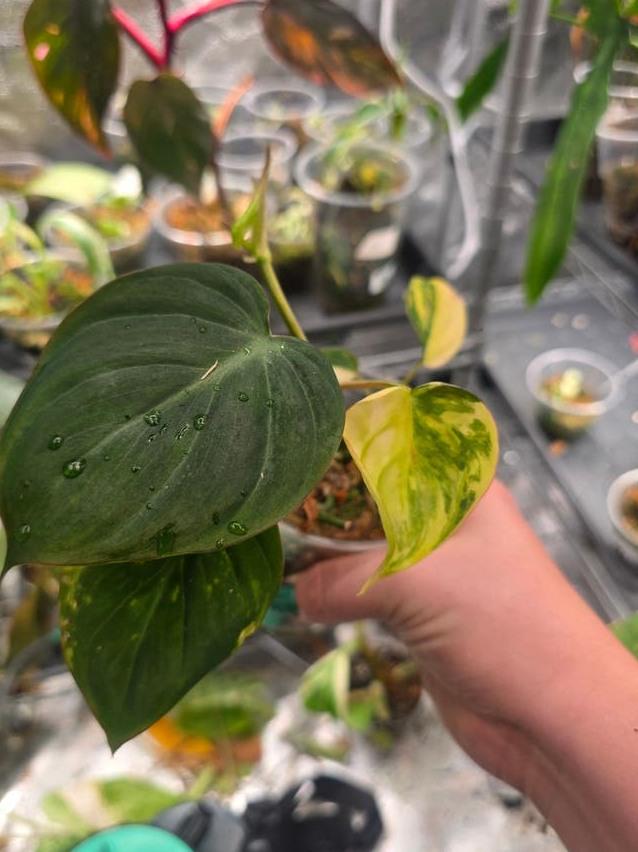 Philodendron Micans Aurea Variegata node cutting