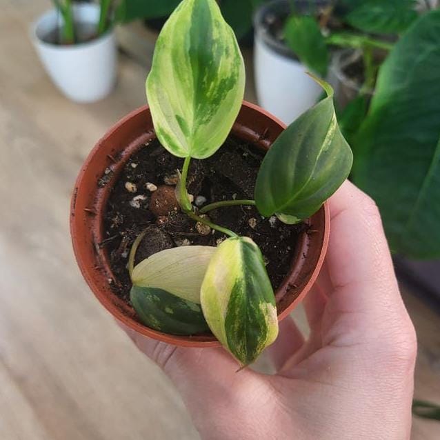 Philodendron Micans Aurea Variegata node cutting