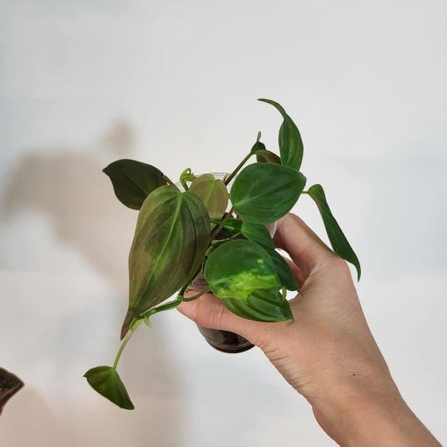 Philodendron Micans Lime node cutting