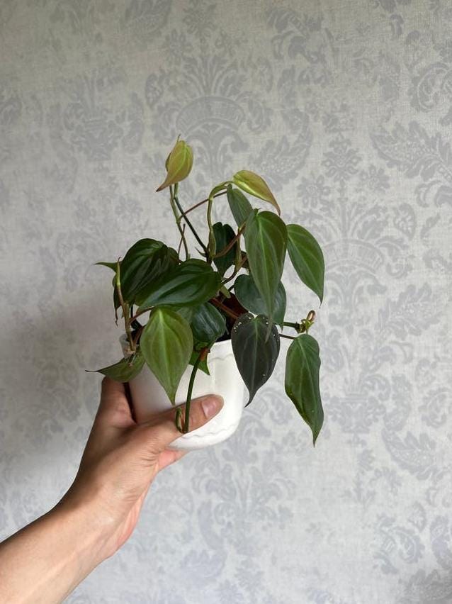 Philodendron Micans Lime node cutting