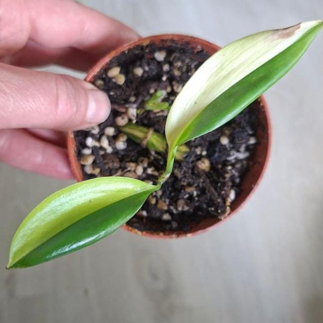 Epipremnum Amplissimum Aurea Variegata node cutting