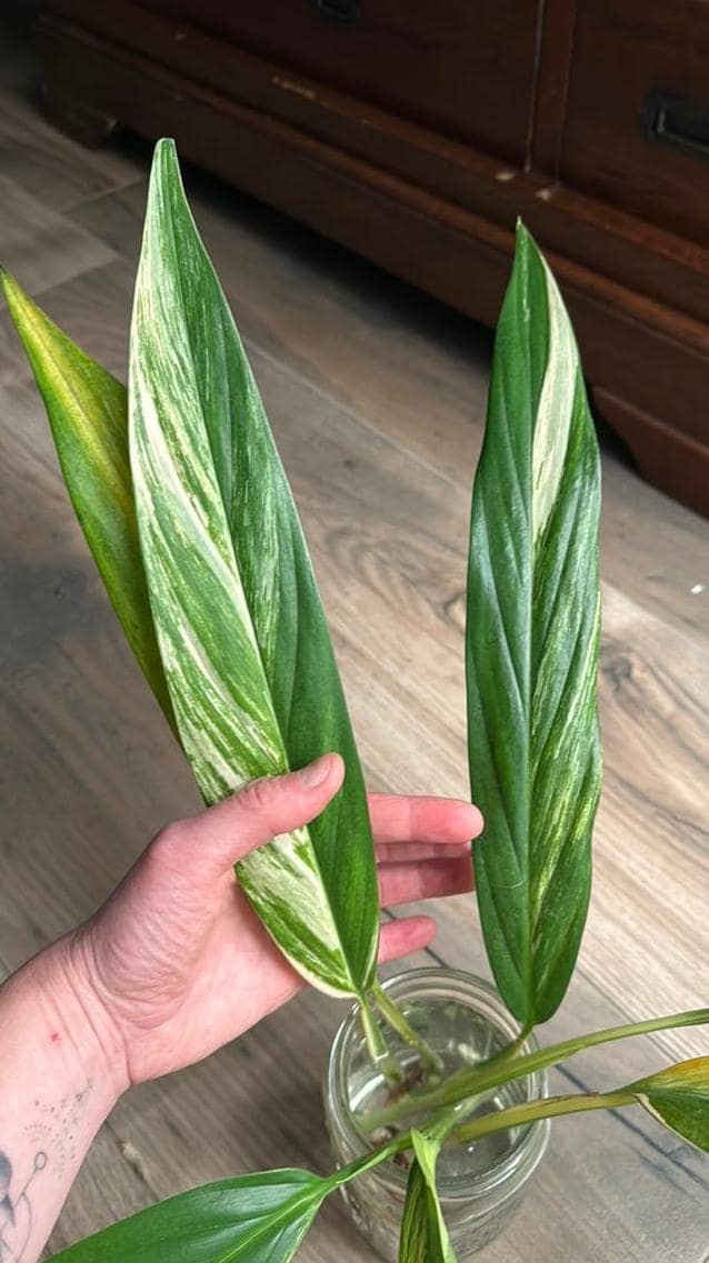 Epipremnum Amplissimum Aurea Variegata node cutting