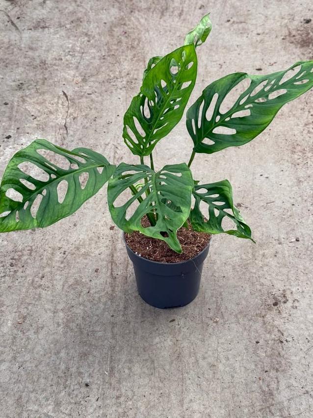 Monstera Esqueleto Wet Stick node cutting