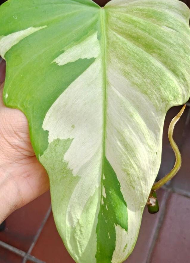 Philodendron Golden Dragon Variegata node cutting