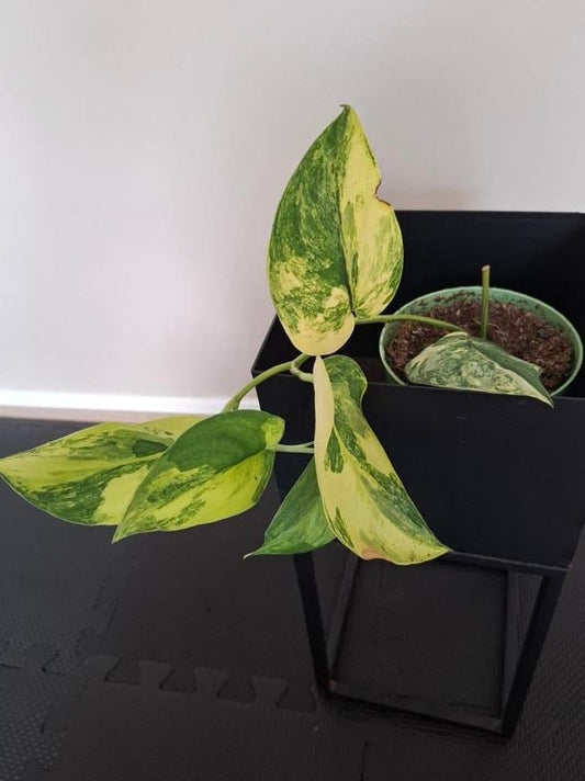 Scindapsus Jade Satin Aurea Variegata node cutting