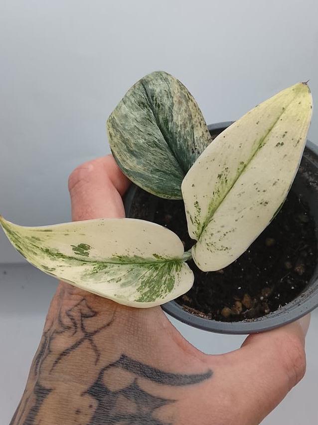 Scindapsus Treubii Ghost Mint Variegata node cutting