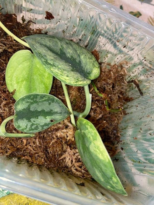 Scindapsus Hologram Variegata node cutting