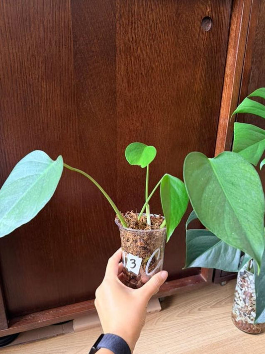 Monstera Sierrana node cutting