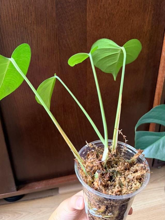 Monstera Sierrana node cutting