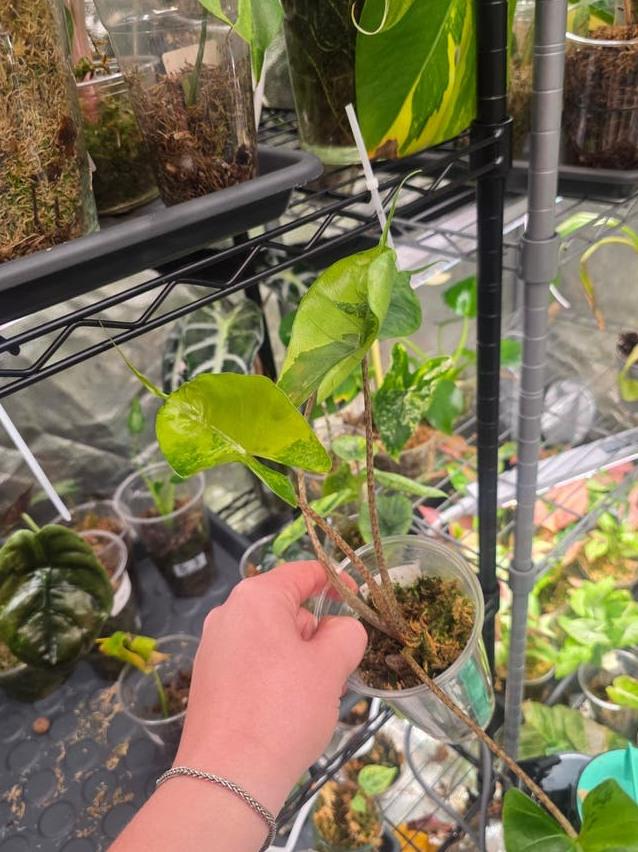 Alocasia Stingray Aurea Variegata bulb