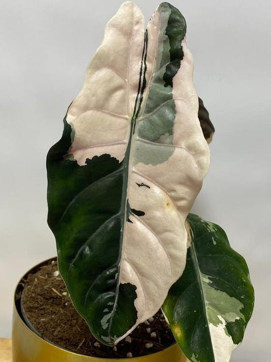 Alocasia Chantrieri Pink Variegata bulb