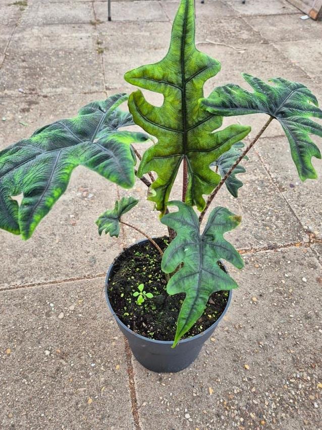 Alocasia Jacklyn bulb
