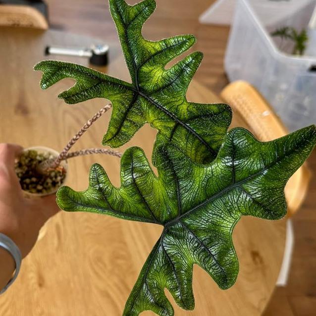 Alocasia Jacklyn bulb