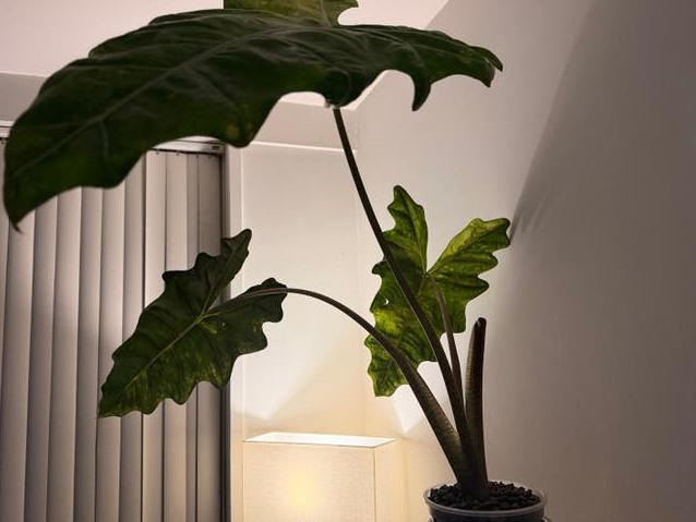 Alocasia Sanderiana Aurea Variegata bulb