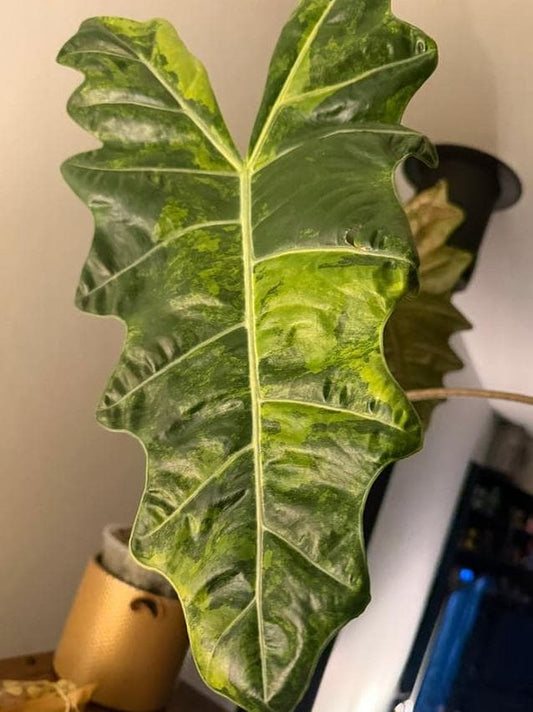 Alocasia Sanderiana Aurea Variegata bulb