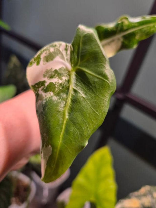 Alocasia Sarian Albo Variegata bulb