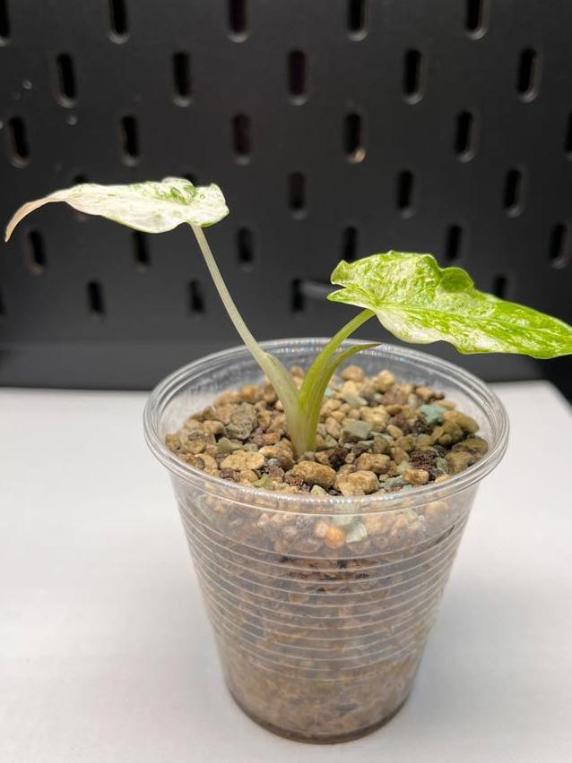 Alocasia Macrorrhiza Splash Variegata bulb
