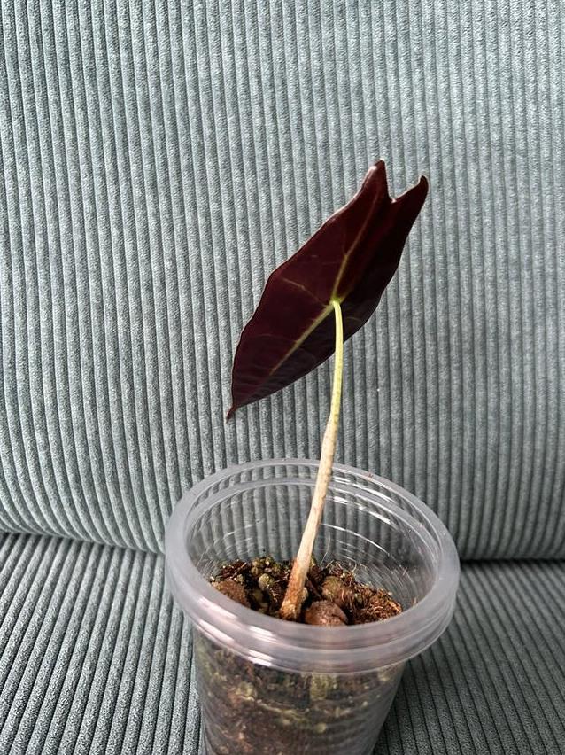 Alocasia Longiloba Purple bulb