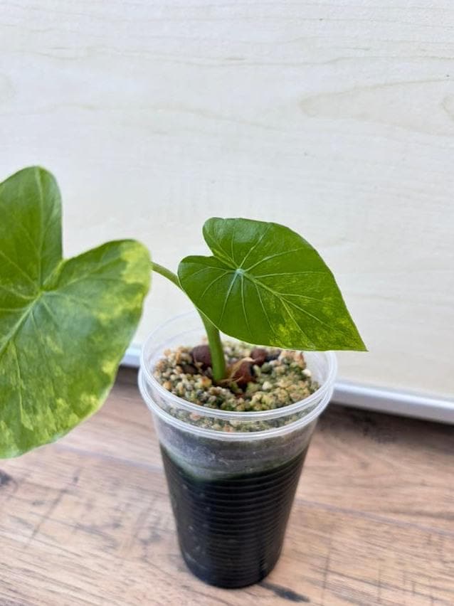 Alocasia Gageana Aurea Variegata bulb