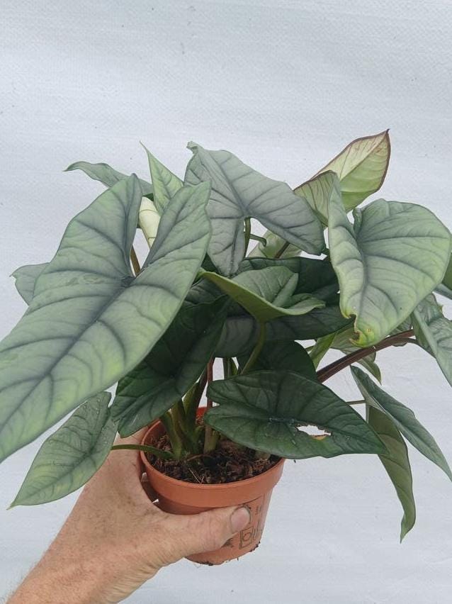 Alocasia Platinum bulb