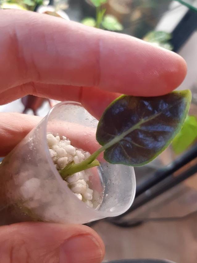 Alocasia Antoro Velvet bulb